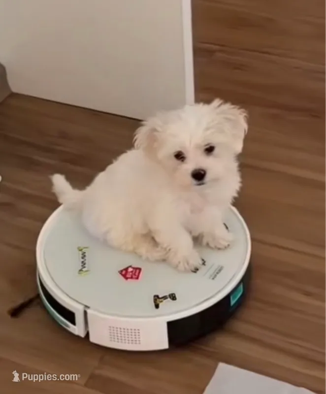 paloma – Maltipoo puppy for sale in Valencia, CA