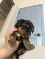 Toy Yorkie, a male Yorkshire Terrier for sale in Sacramento, CA – Photo 3 of 3