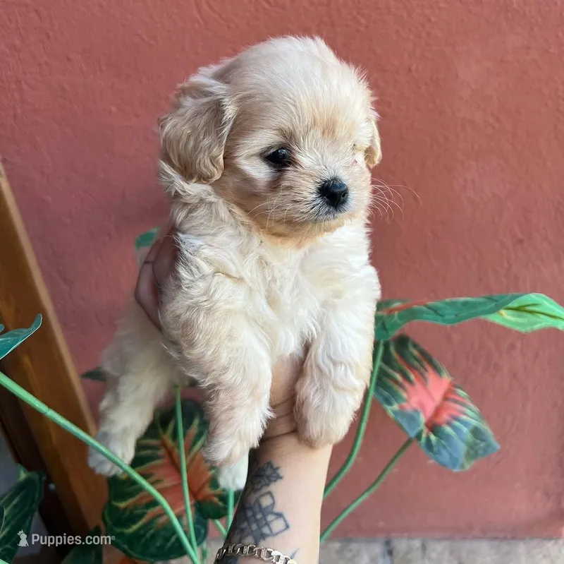 Tiny Pup, a male Maltipoo and Poodle - Toy  for sale in Sacramento, CA – Photo 1 of 1