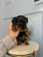 Toy Yorkie, a male Yorkshire Terrier for sale in Sacramento, CA – Photo 2 of 3