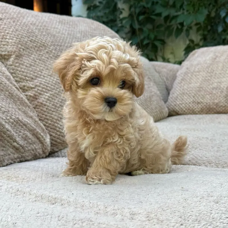 candy – Maltipoo puppy for sale in Valencia, CA