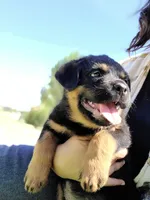 Black, a male Rottweiler for sale in Vacaville, CA – 2 of 3