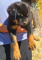 Aqua - Female, a female Rottweiler for sale in Vacaville, CA – 2 of 5