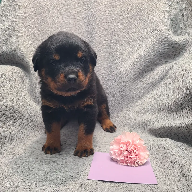 Purple – Rottweiler puppy for sale in Vacaville, CA