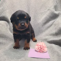 Purple, a female Rottweiler for sale in Vacaville, CA – 1 of 4