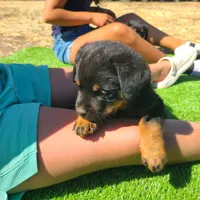 Blue, a male Rottweiler for sale in Vacaville, CA – 3 of 5