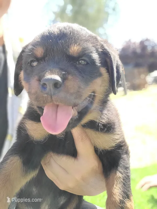 Yellow – Rottweiler puppy for sale in Vacaville, CA