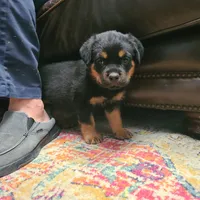 Brown, a male Rottweiler for sale in Vacaville, CA – 2 of 5