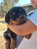 Red - Female, a female Rottweiler for sale in Vacaville, CA – 2 of 6