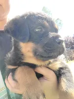 Black, a male Rottweiler for sale in Vacaville, CA – 3 of 3