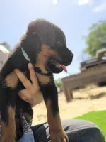 Aqua, a female Rottweiler for sale in Vacaville, CA – 2 of 3