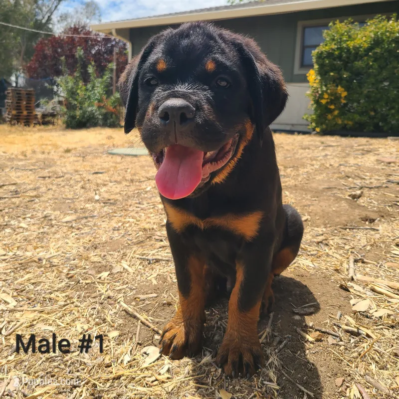 Black - Male – Rottweiler puppy for sale in Vacaville, CA