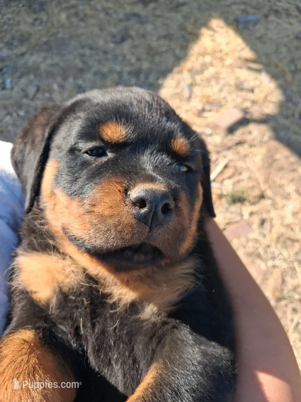 Yellow – Rottweiler puppy for sale in Vacaville, CA