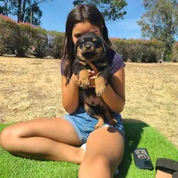 Green, a male Rottweiler for sale in Vacaville, CA – 5 of 7