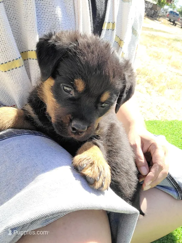 Brown – Rottweiler puppy for sale in Vacaville, CA