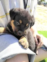 Brown, a male Rottweiler for sale in Vacaville, CA – 1 of 5