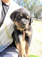 Purple, a female Rottweiler for sale in Vacaville, CA – 3 of 4