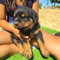 Green, a male Rottweiler for sale in Vacaville, CA – 3 of 7