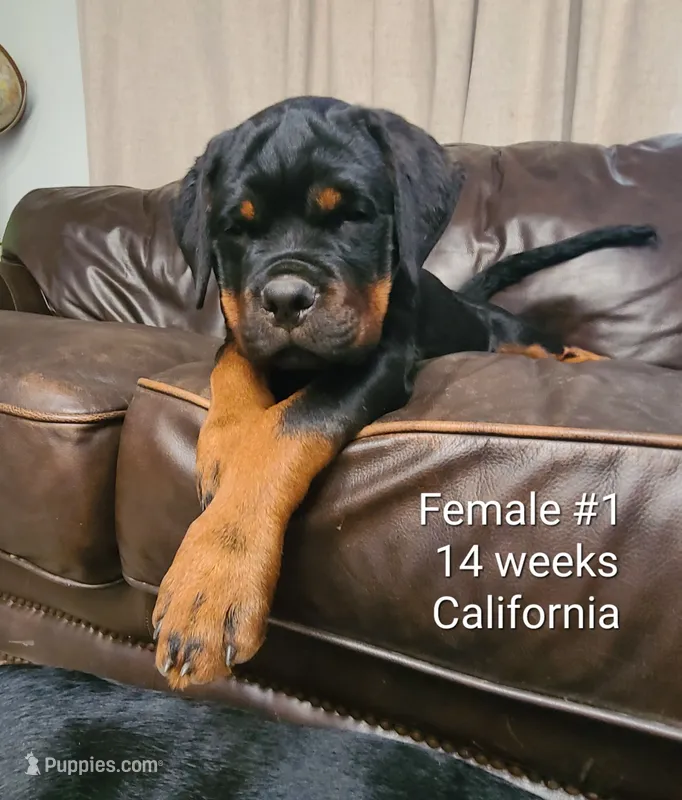 Aqua - Female – Rottweiler puppy for sale in Vacaville, CA