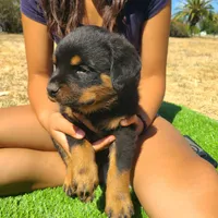 Green, a male Rottweiler for sale in Vacaville, CA – 4 of 7