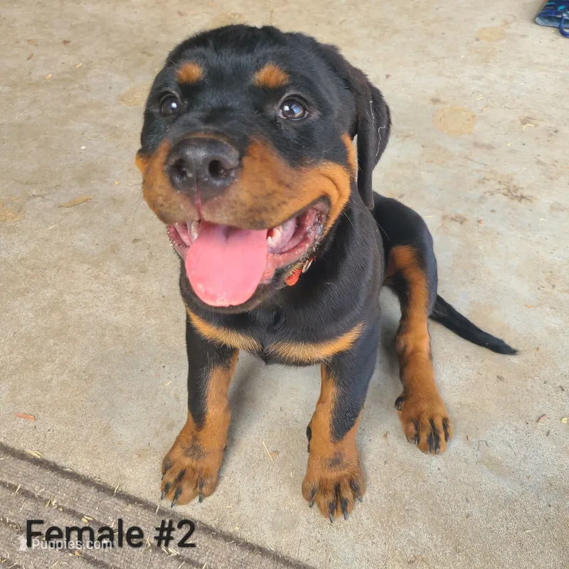 Red - Female – Rottweiler puppy for sale in Vacaville, CA