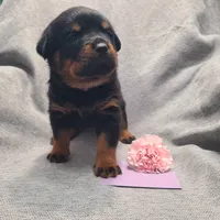 Purple, a female Rottweiler for sale in Vacaville, CA – 2 of 4