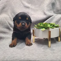 Green, a male Rottweiler for sale in Vacaville, CA – 7 of 7