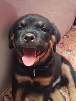 Black - Male, a male Rottweiler for sale in Vacaville, CA – 2 of 5