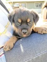 Brown, a male Rottweiler for sale in Vacaville, CA – 4 of 5