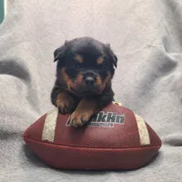 Brown, a male Rottweiler for sale in Vacaville, CA – 5 of 5