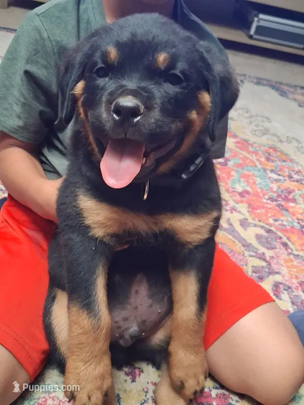 Black – Rottweiler puppy for sale in Vacaville, CA