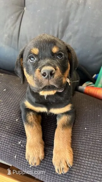Orange – Rottweiler puppy for sale in Vacaville, CA