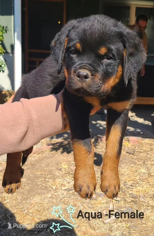 Aqua – Rottweiler puppy for sale in Vacaville, CA