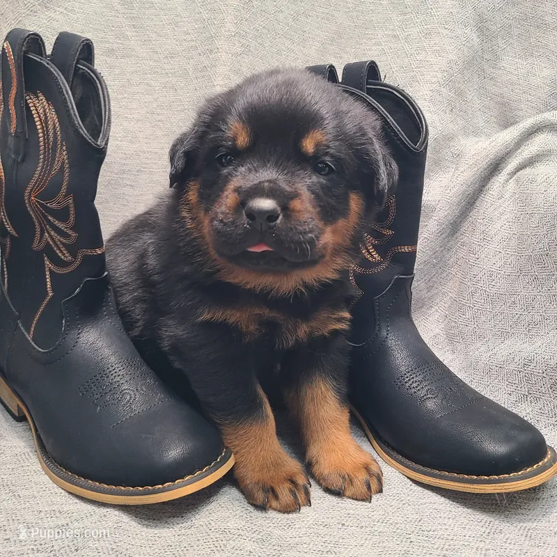 Black – Rottweiler puppy for sale in Vacaville, CA