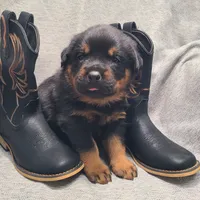 Black, a male Rottweiler for sale in Vacaville, CA – 1 of 3