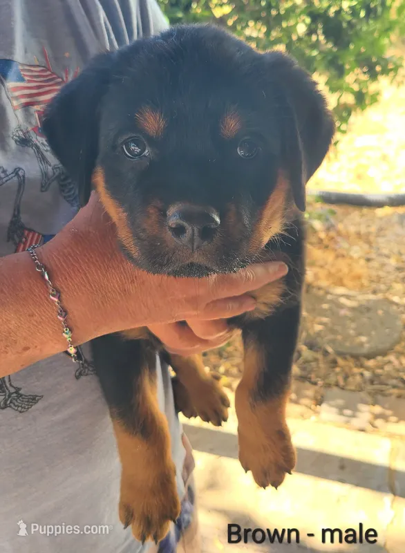 Brown – Rottweiler puppy for sale in Vacaville, CA