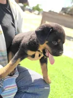 Aqua, a female Rottweiler for sale in Vacaville, CA – 3 of 3