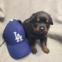 Blue, a male Rottweiler for sale in Vacaville, CA – 4 of 5