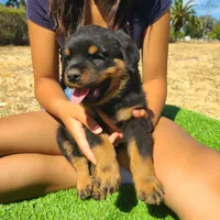 Orange, a male Rottweiler for sale in Vacaville, CA – 1 of 2