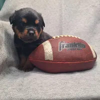 Brown, a male Rottweiler for sale in Vacaville, CA – 3 of 5