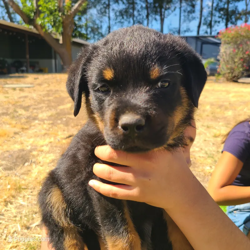 Blue – Rottweiler puppy for sale in Vacaville, CA
