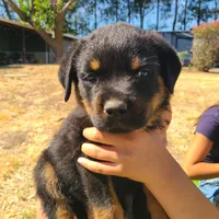 Blue, a male Rottweiler for sale in Vacaville, CA – 1 of 5