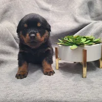 Green, a male Rottweiler for sale in Vacaville, CA – 6 of 7