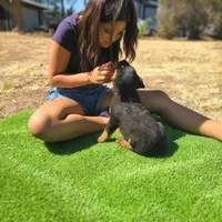 Yellow, a female Rottweiler for sale in Vacaville, CA – 3 of 4