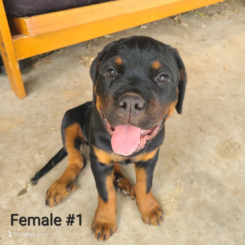 Aqua - Female – Rottweiler puppy for sale in Vacaville, CA