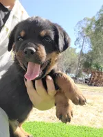 Purple, a female Rottweiler for sale in Vacaville, CA – 4 of 4