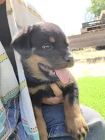 Green, a male Rottweiler for sale in Vacaville, CA – 1 of 7