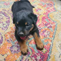 Blue, a male Rottweiler for sale in Vacaville, CA – 2 of 5