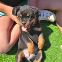 Yellow, a female Rottweiler for sale in Vacaville, CA – 4 of 4