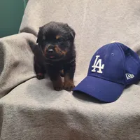 Blue, a male Rottweiler for sale in Vacaville, CA – 5 of 5